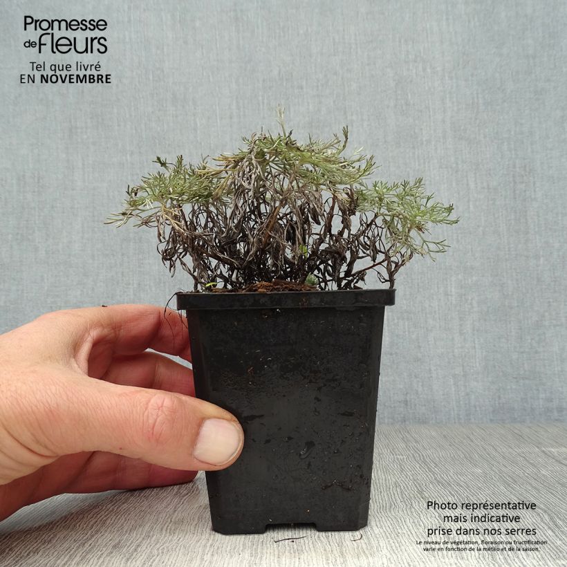 Artemisia schmidtiana Nana 8/9 cm pot sample as delivered in autumn