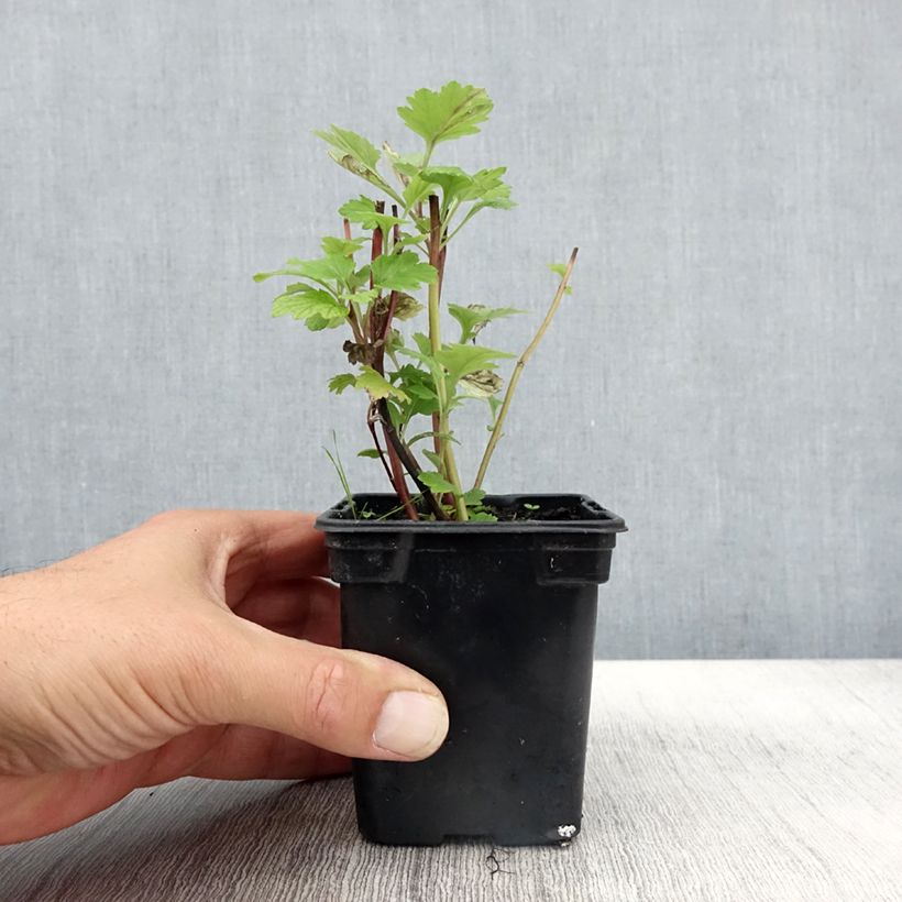 Organic Mugwort - Artemisia vulgaris 7/8 cm pot sample as delivered in autumn