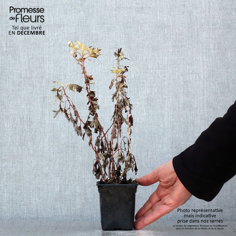 Organic Mugwort - Artemisia vulgaris 7/8 cm pot sample as delivered in winter