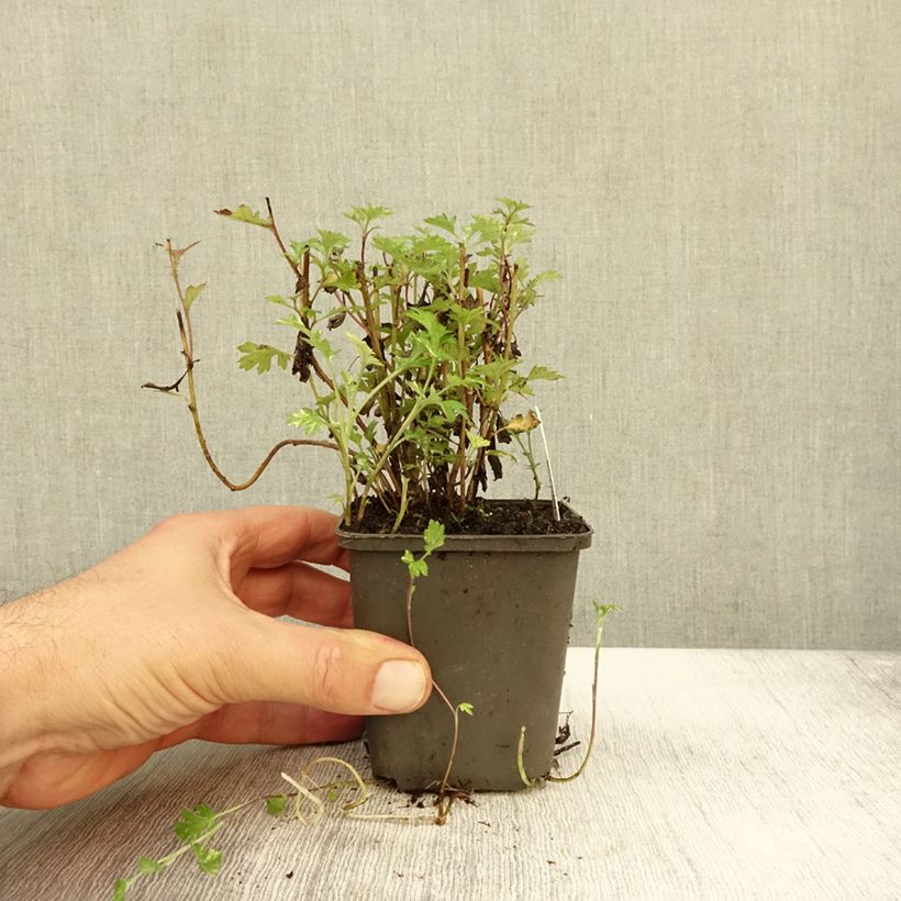 Artemisia vulgaris Oriental Limelight 8/9 cm pot sample as delivered in autumn