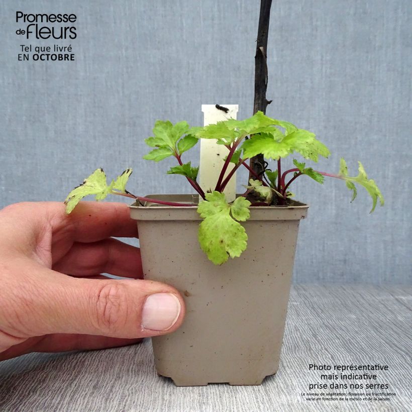 Artemisia lactiflora Jim Russell 8/9 cm pot sample as delivered in autumn