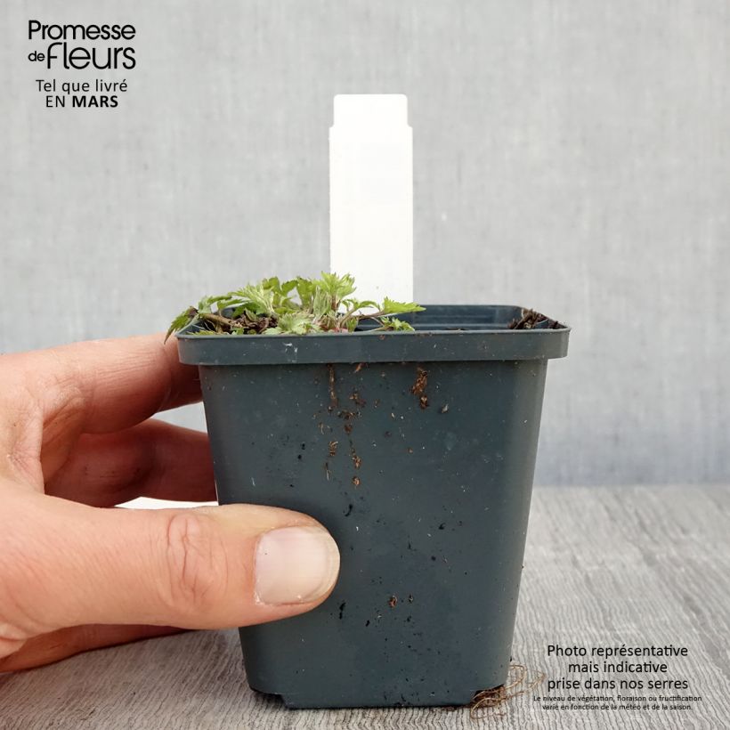 Artemisia lactiflora Jim Russell 8/9 cm pot sample as delivered in spring