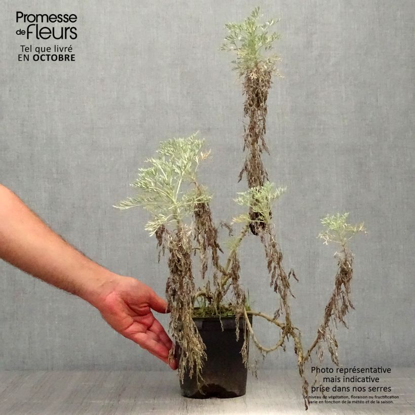 Artemisia arborescens Powis Castle 2L/3L pot sample as delivered in autumn