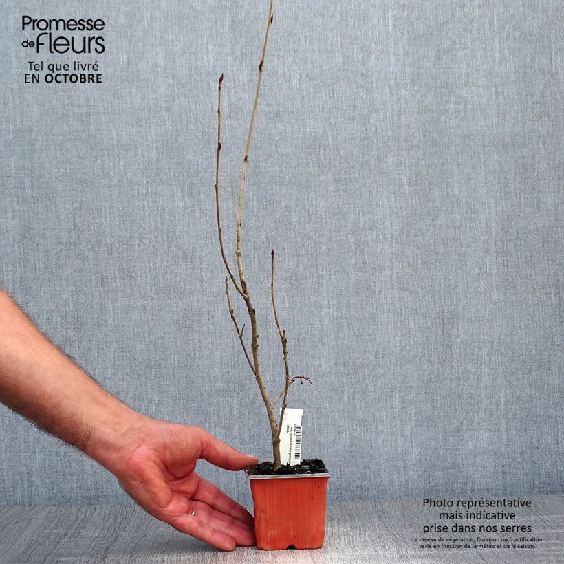 Aronia arbutifolia Brilliant 8/9 cm pot sample as delivered in autumn