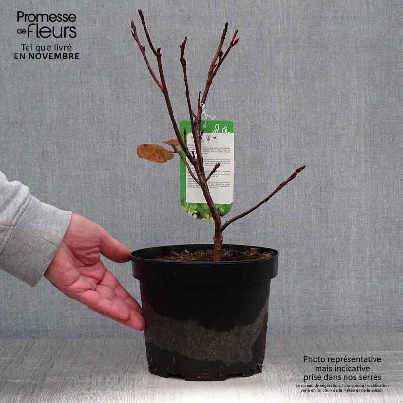 Aronia arbutifolia Brilliant 2L/3L pot sample as delivered in autumn
