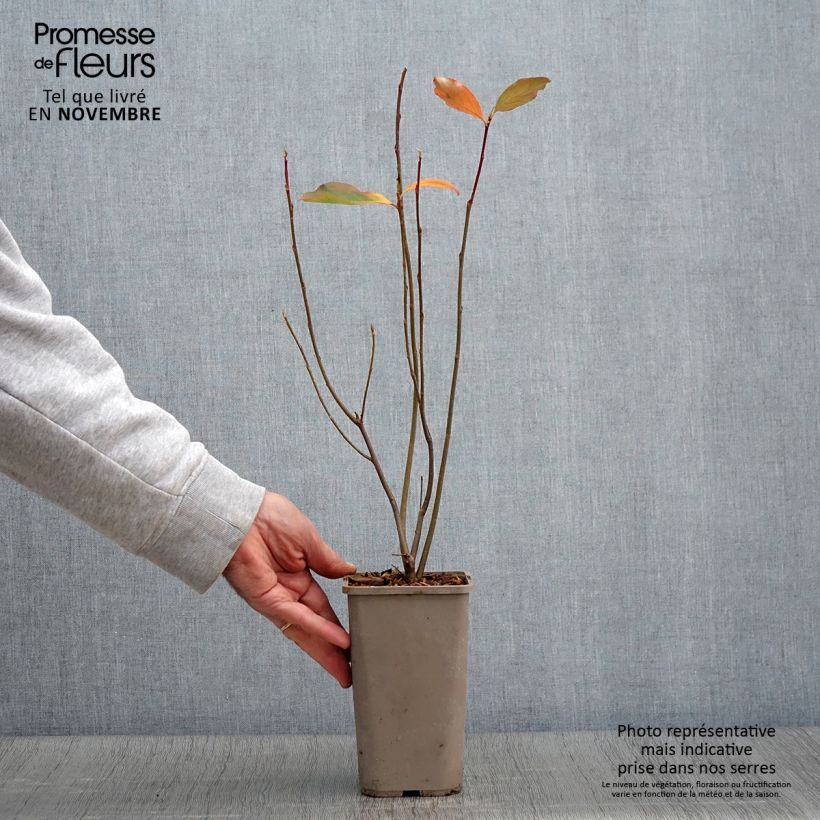 Aronia prunifolia Lowberry Little Helpers 1.5L/2L pot sample as delivered in autumn