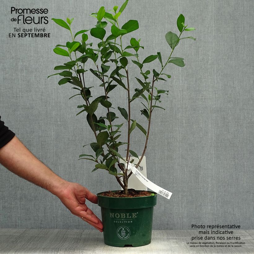 Aronia melanocarpa Autumn Magic 2L/3L pot sample as delivered in autumn