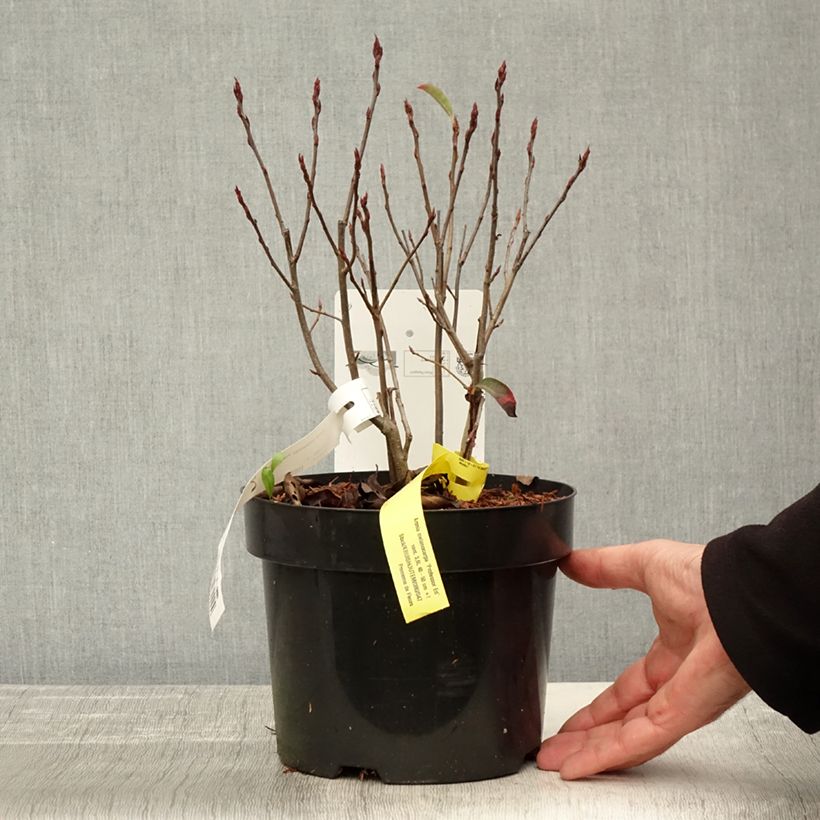 Aronia melanocarpa Professor Ed 2L/3L pot sample as delivered in autumn