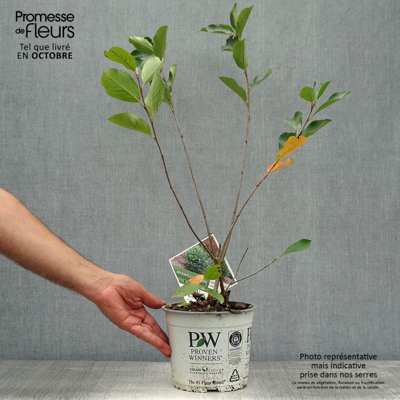 Aronia melanocarpa Revontuli Hedger 3L/4L pot sample as delivered in autumn