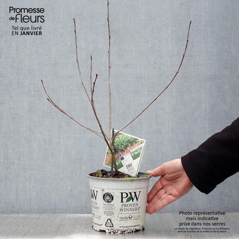 Aronia melanocarpa Revontuli Hedger 3L/4L pot sample as delivered in winter