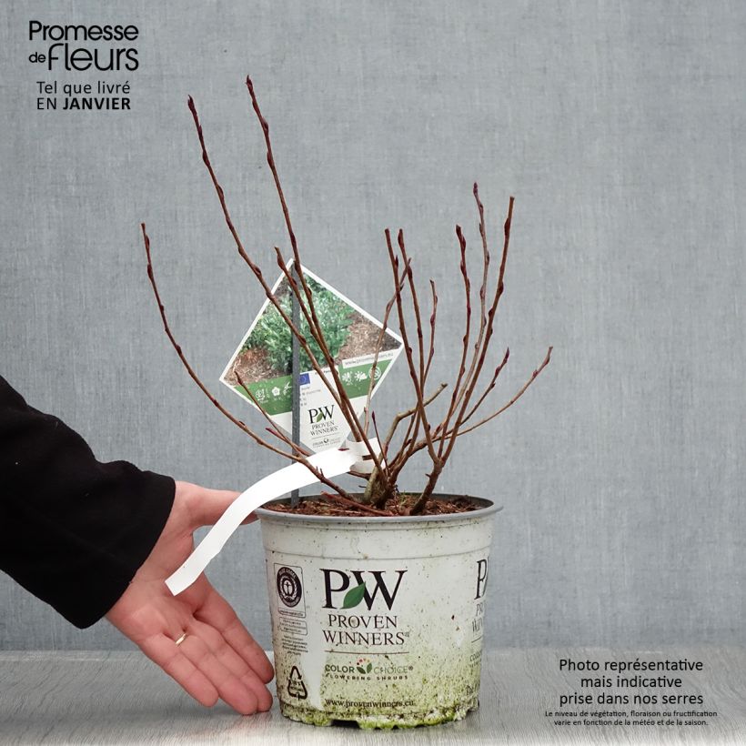 Aronia melanocarpa Revontuli Mound 3L/4L pot sample as delivered in winter