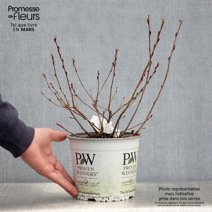 Aronia melanocarpa Revontuli Mound 3L/4L pot sample as delivered in spring