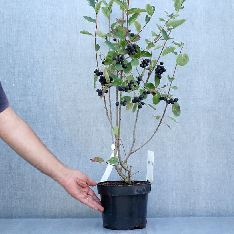 Aronia prunifolia Aron 2L/3L pot sample as delivered in summer
