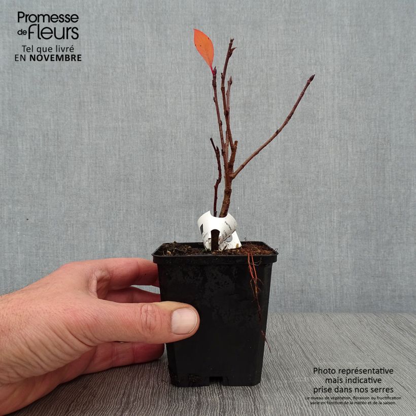 Aronia prunifolia Viking 7/8 cm pot sample as delivered in autumn