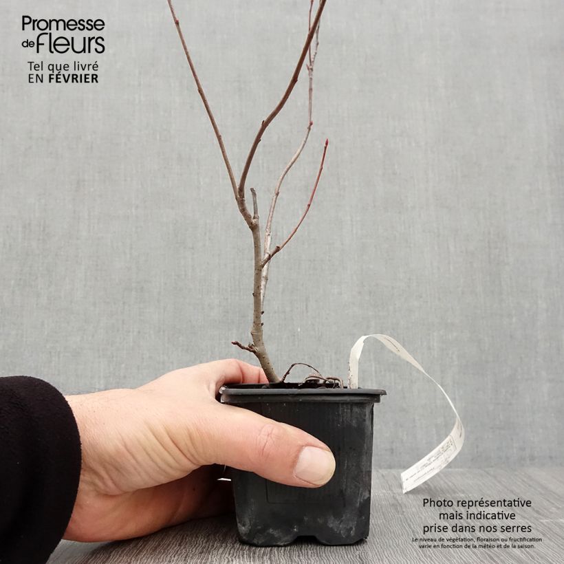 Aronia prunifolia Viking 7/8 cm pot sample as delivered in winter