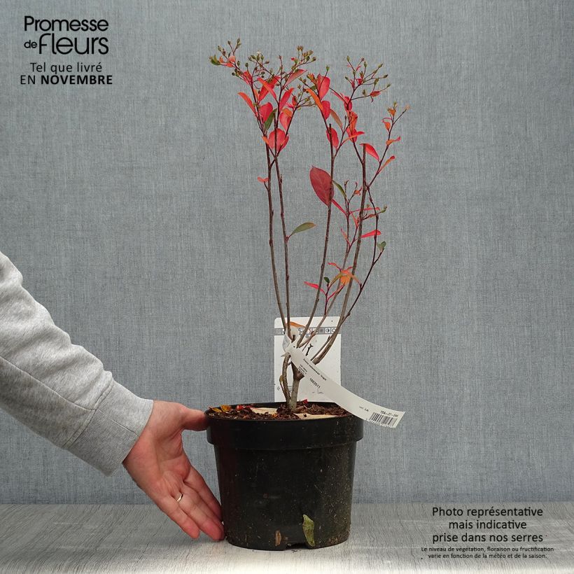 Aronia melanocarpa Hugin 2L/3L pot sample as delivered in autumn