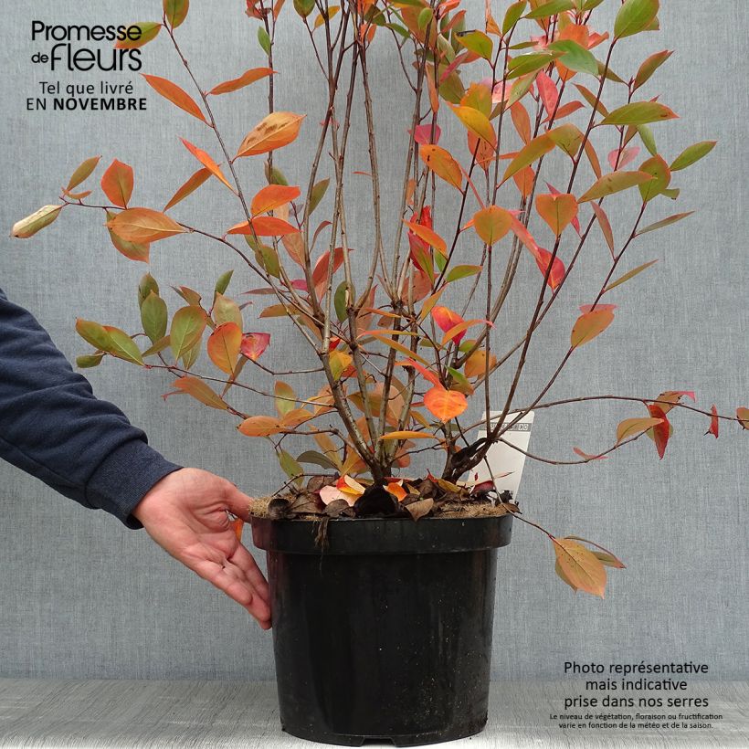 Aronia melanocarpa Hugin 7.5L/10L pot sample as delivered in autumn