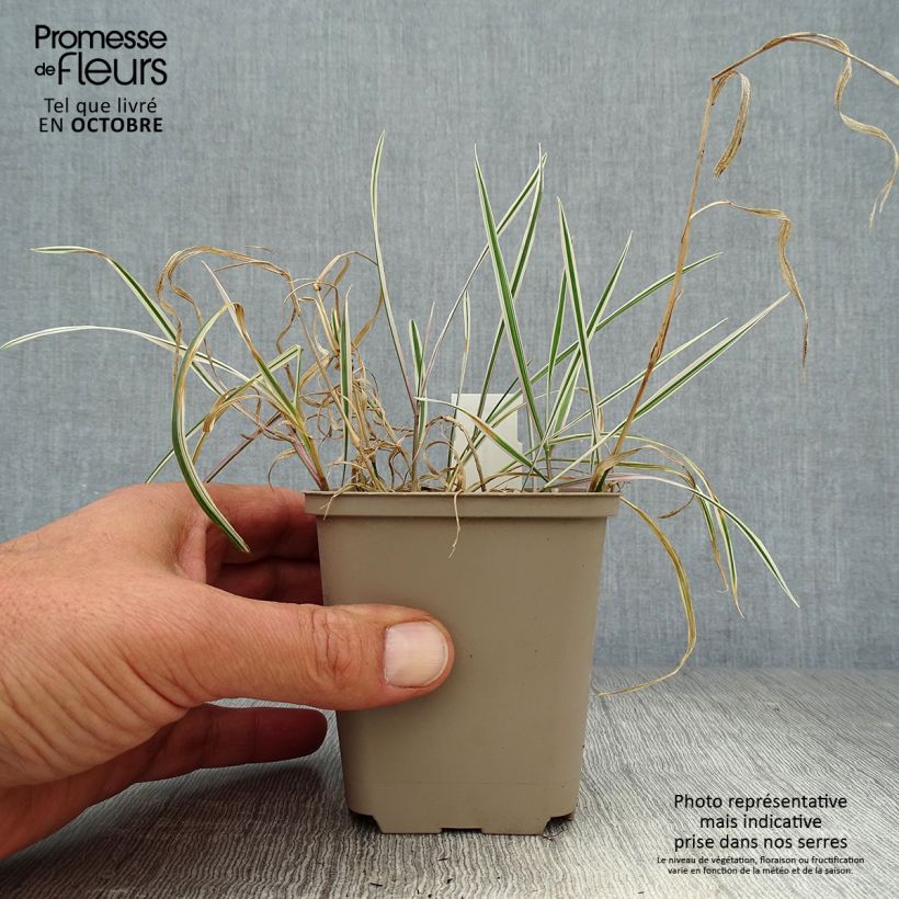 Arrhenatherum bulbosum Variegatum 8/9 cm pot sample as delivered in autumn