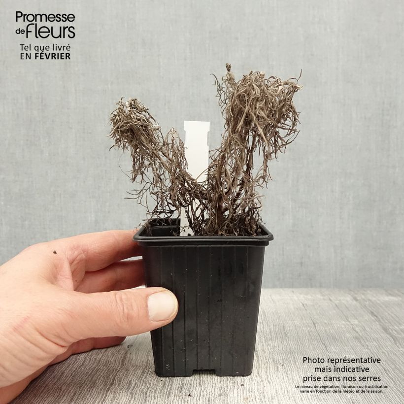 Artemisia Makana Silver 8/9 cm pot sample as delivered in winter