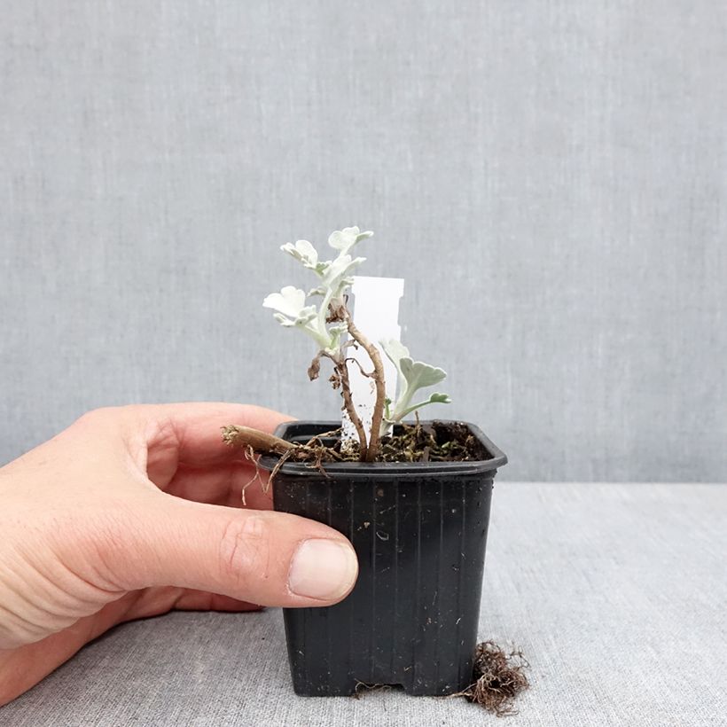 Artemisia stelleriana Mori's Strain - Beach wormwood 8/9 cm pot sample as delivered in spring