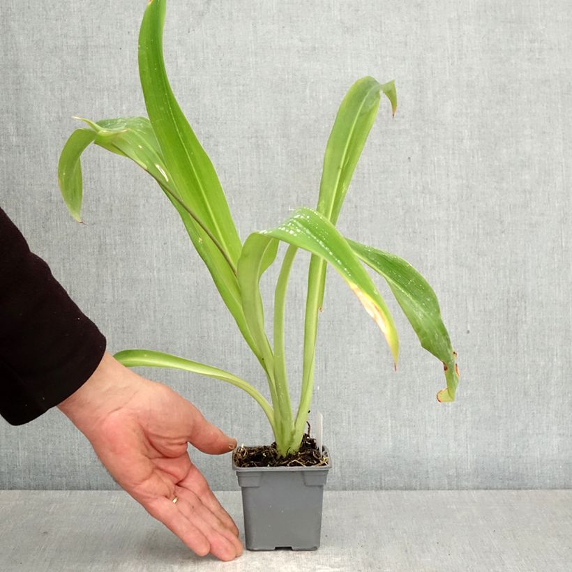 Arthropodium cirratum 8/9 cm pot sample as delivered in spring
