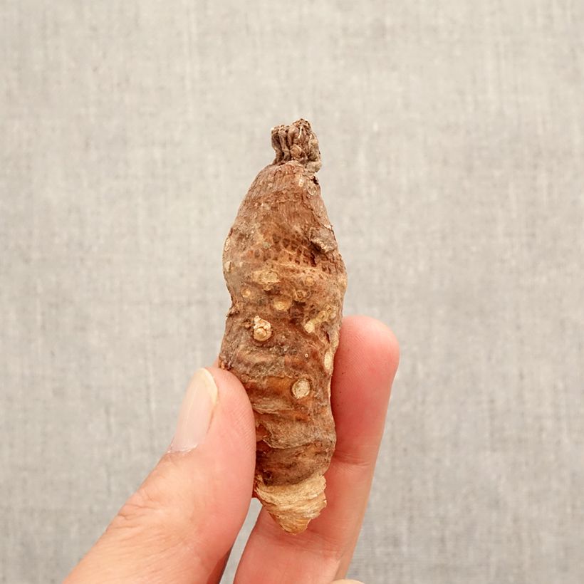 Arum italicum Bulb sample as delivered in spring