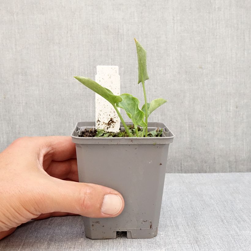 Arum italicum 8/9 cm pot sample as delivered in autumn