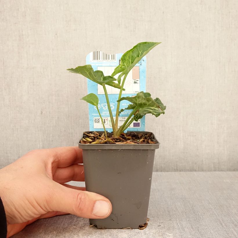 Arum italicum 8/9 cm pot sample as delivered in spring