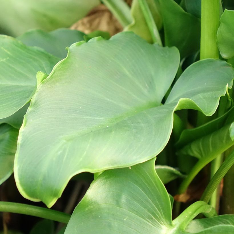Zantedeschia aethiopica - Calla Lily  (Foliage)