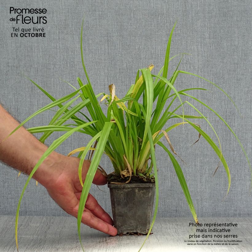 Calla palustris - Water arum 8/9 cm pot sample as delivered in autumn