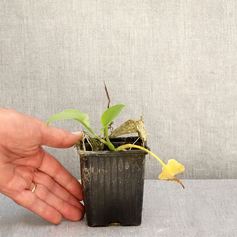 Zantedeschia aethiopica Green Goddess - Arum-lily 8/9 cm pot size 15+ sample as delivered in autumn