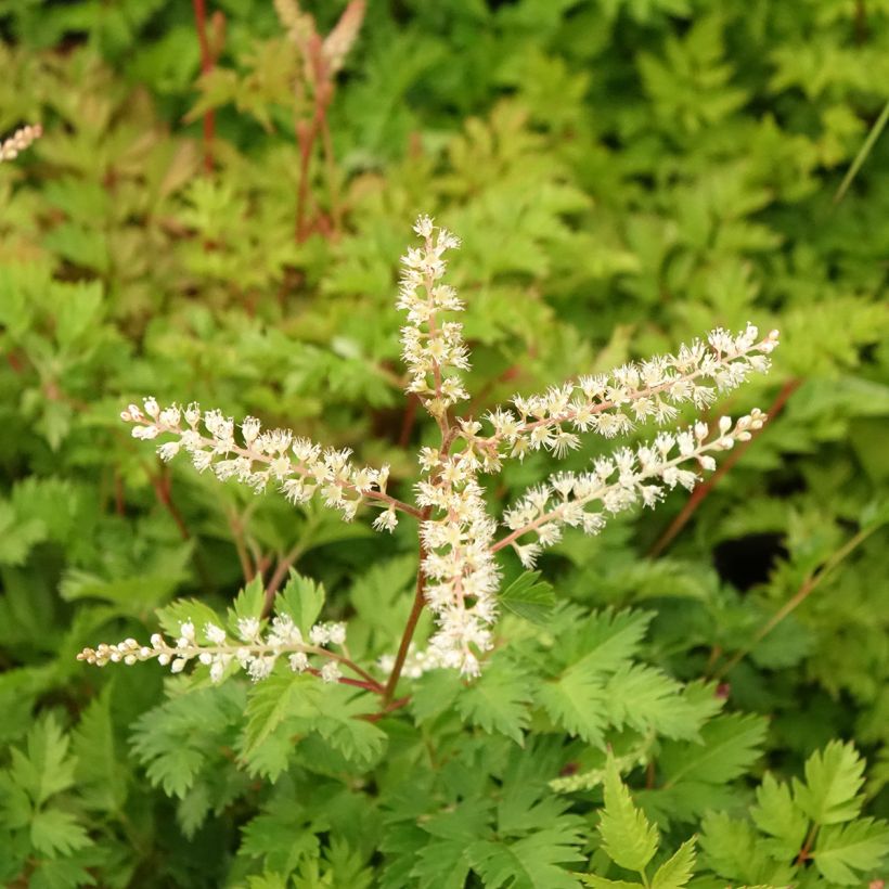 Aruncus aethusifolius - Dwarf Goat's Beard (Flowering)