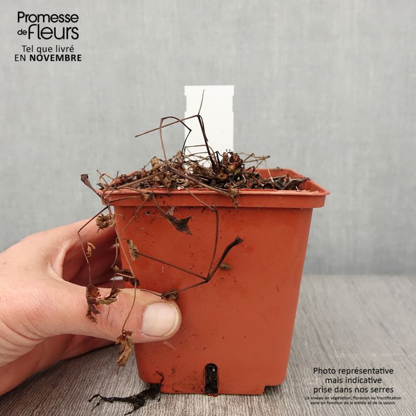 Aruncus Chantilly Lace 1L/1.5L pot sample as delivered in autumn