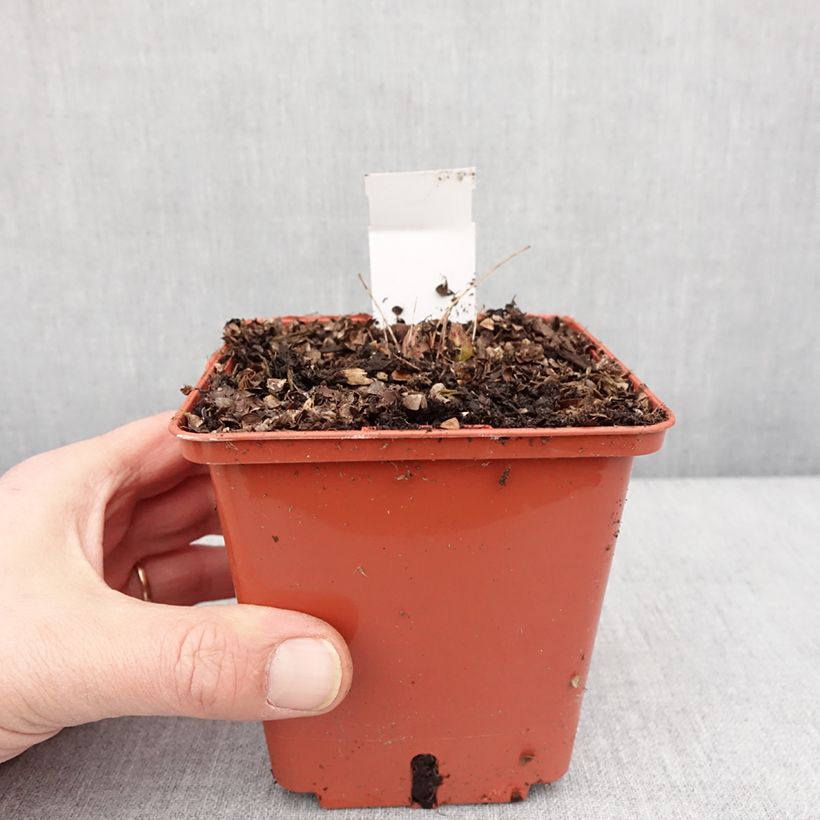 Aruncus Chantilly Lace 1L/1.5L pot sample as delivered in winter