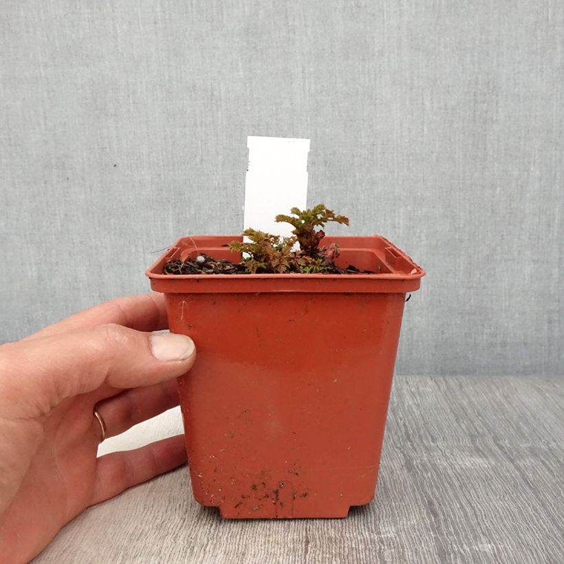 Aruncus Chantilly Lace 1L/1.5L pot sample as delivered in spring