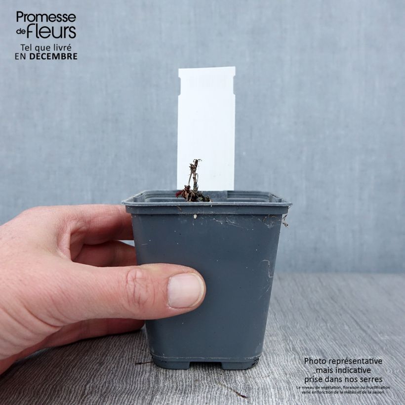 Aruncus dioïcus var. kamtschaticus - Goat's Beard 8/9 cm pot sample as delivered in autumn