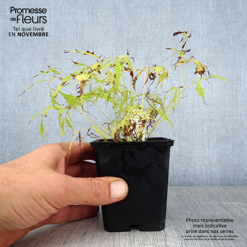 Aruncus dioïcus Kneiffii - Goat's Beard 8/9 cm pot sample as delivered in autumn