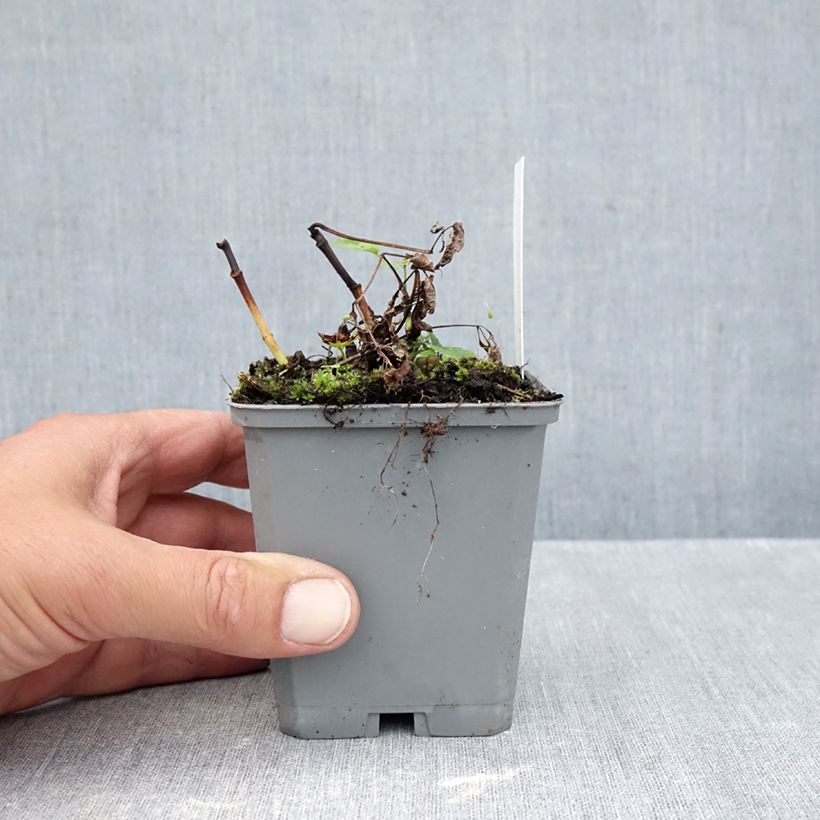 Aruncus dioïcus sylvestris - Goat's Beard 7/8 cm pot sample as delivered in autumn