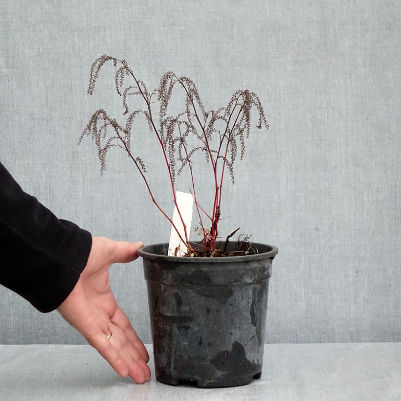 Aruncus Guinea Fowl 2L/3L pot sample as delivered in autumn