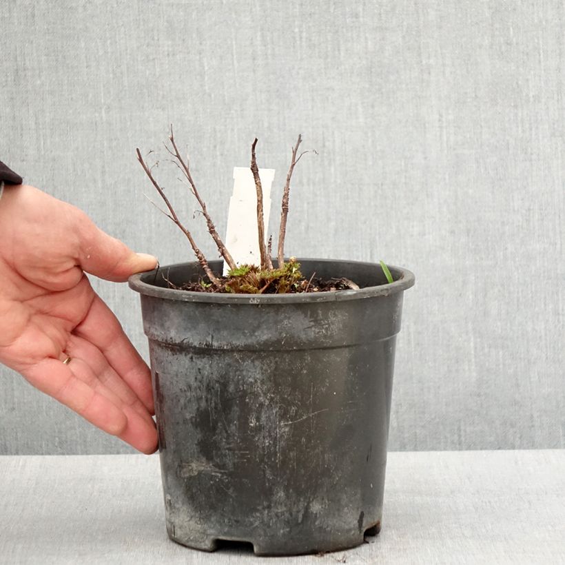 Aruncus Guinea Fowl 2L/3L pot sample as delivered in spring