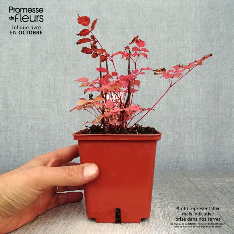 Aruncus Misty Lace 1L/1.5L pot sample as delivered in autumn