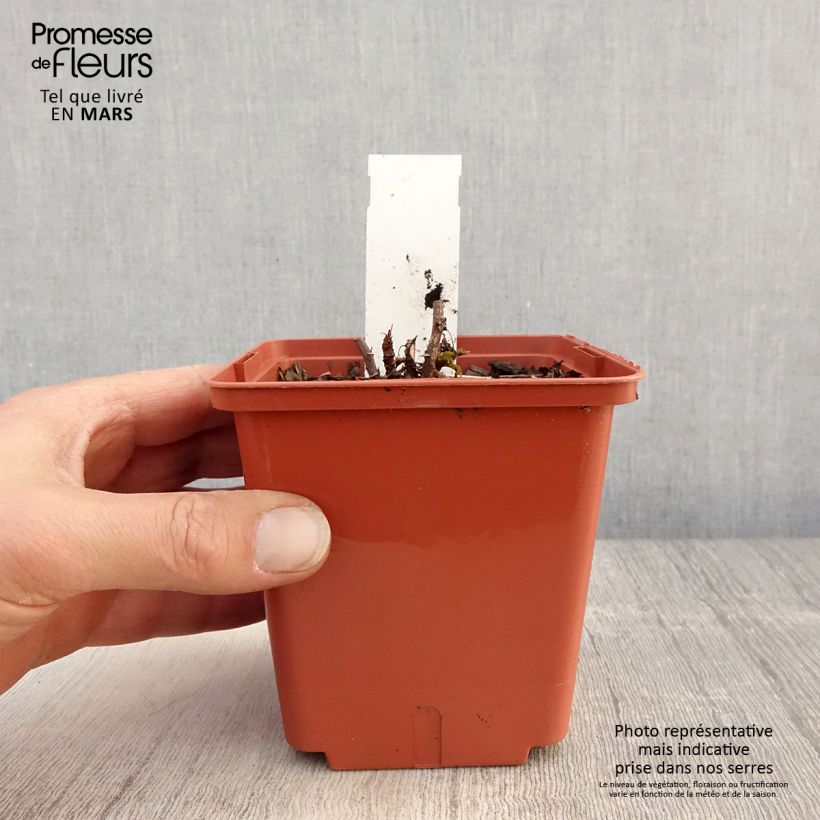 Aruncus Misty Lace 1L/1.5L pot sample as delivered in spring