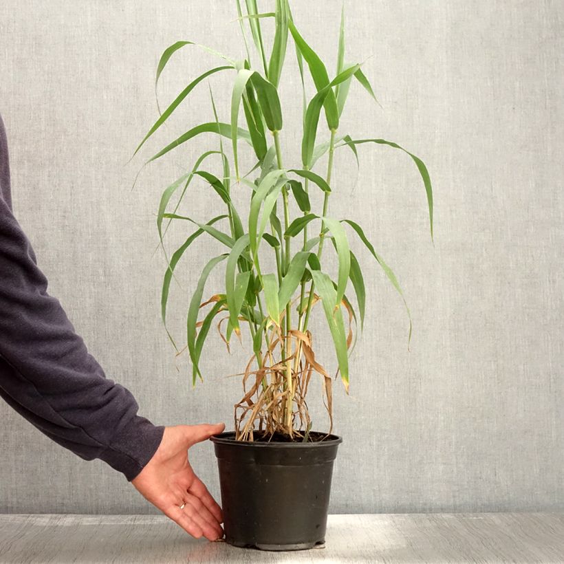 Arundo donax 3L/4L pot sample as delivered in autumn