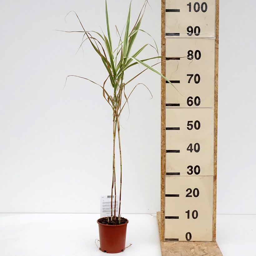 Arundo donax Versicolor 1L/1.5L pot sample as delivered in spring