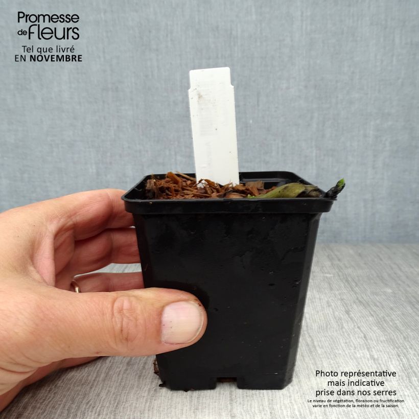 Asarum canadense 8/9 cm pot sample as delivered in autumn