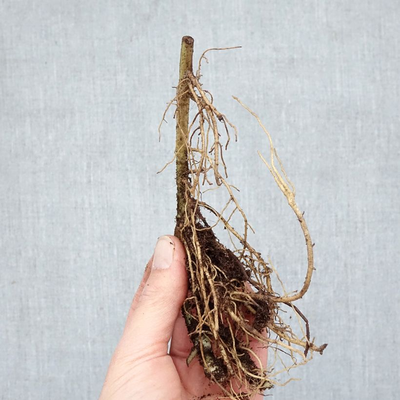 Asarum caudatum Bare root sample as delivered in winter