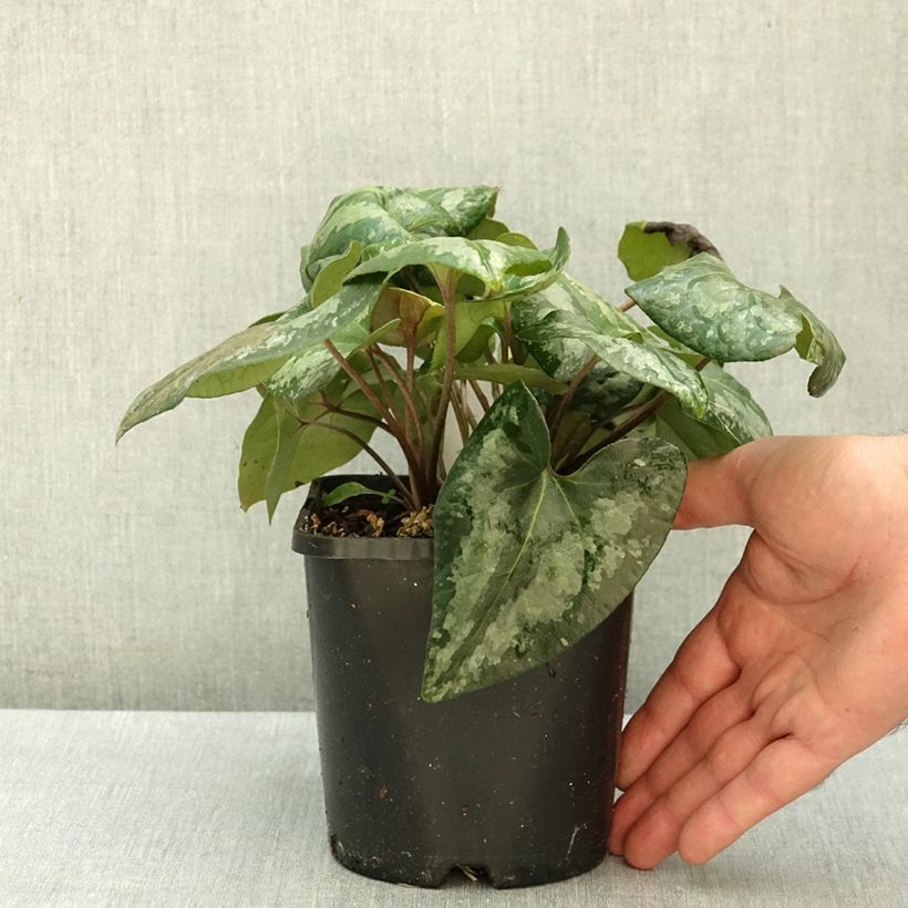 Asarum splendens 1L/1.5L pot sample as delivered in autumn