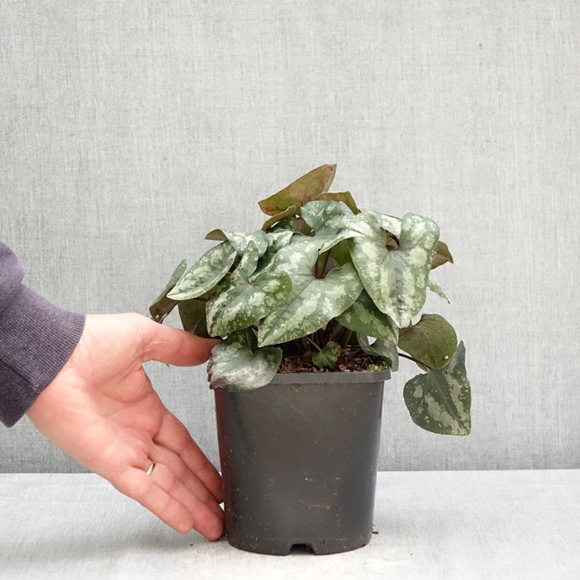 Asarum splendens 1L/1.5L pot sample as delivered in spring