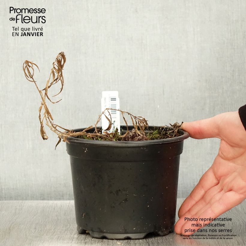 Asclepias tuberosa - Milkweed 2L/3L pot sample as delivered in winter