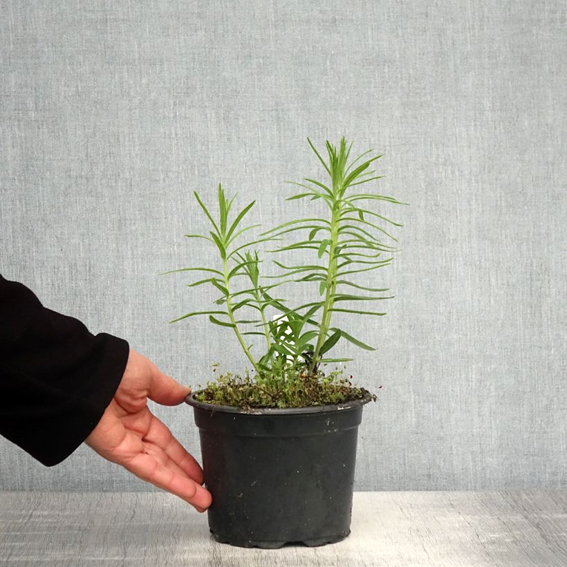 Asclepias tuberosa - Milkweed 2L/3L pot sample as delivered in spring